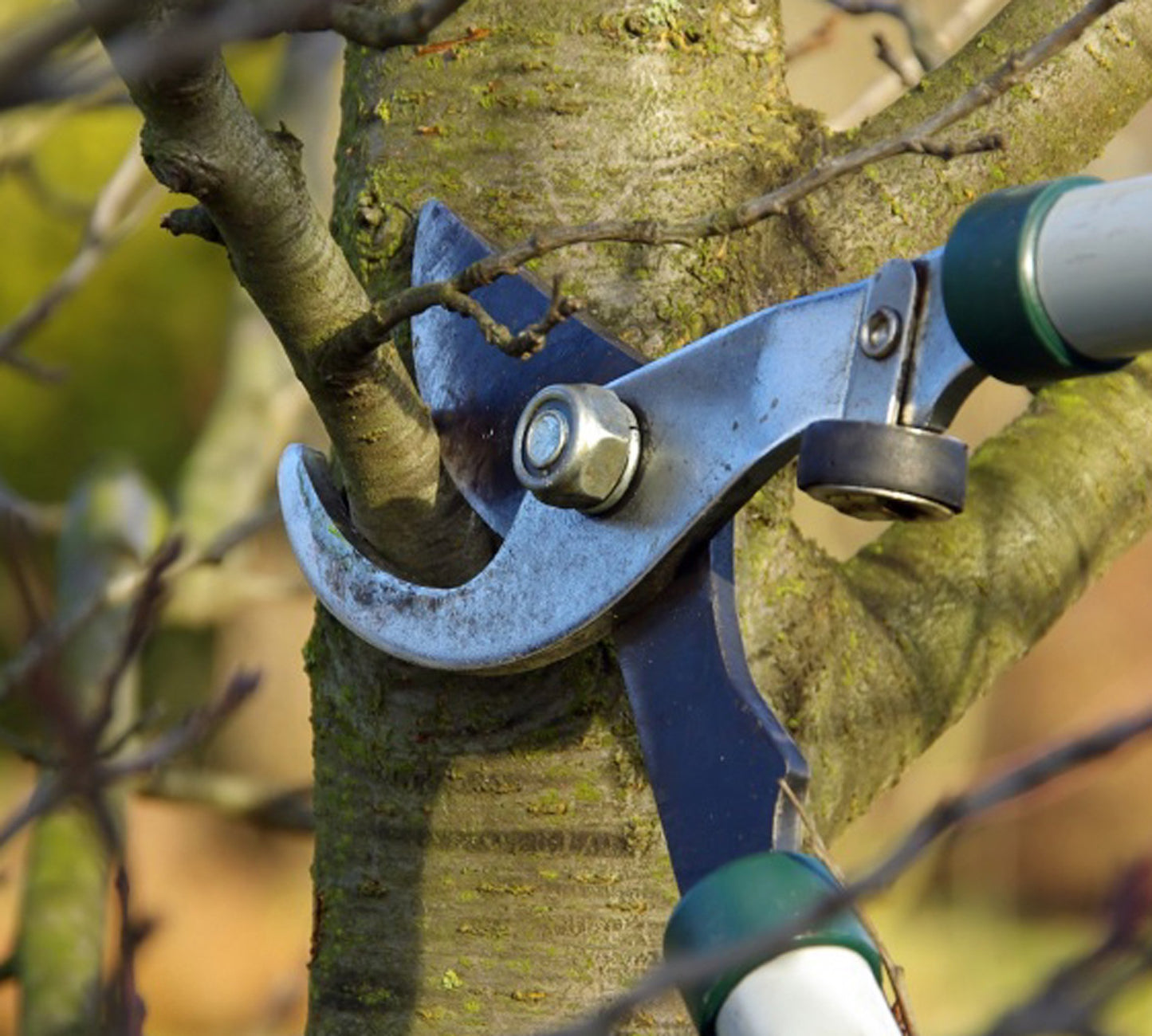 Tree Trimming Services