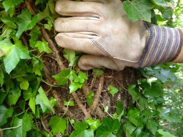 Vine Removal Services