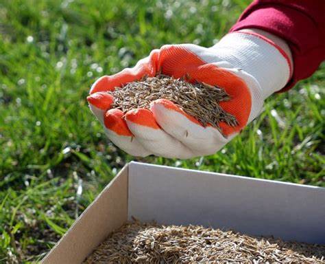 Grass Seeding Services